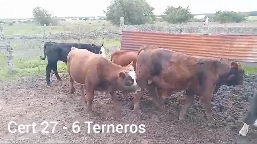 Lote TERNEROS