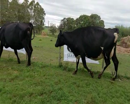 Lote 2 Vaca KIWI a remate en Remate Elite por Pantalla de Ganado Lechero 500kg - , San José