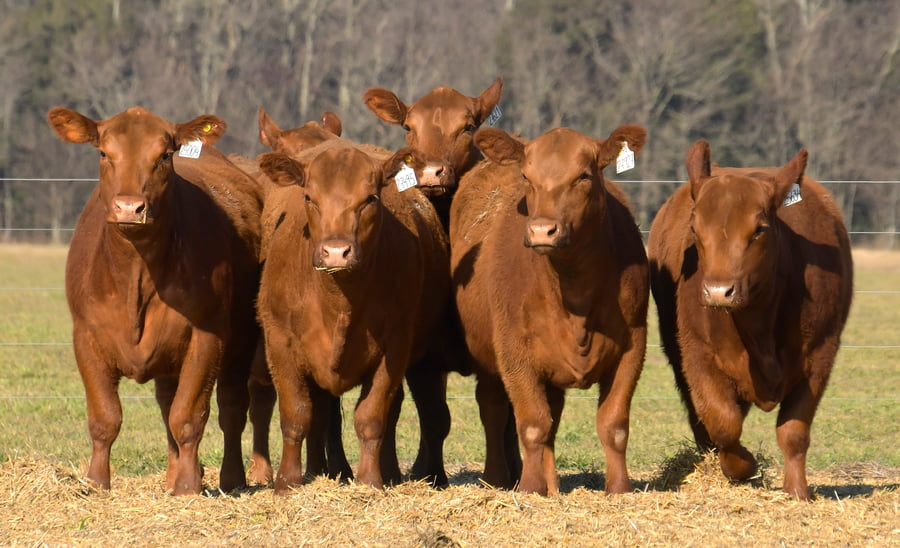 Lote VAQUILLONAS ANGUS PC PARICION OTOÑO