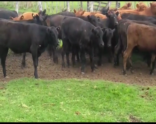 Lote 140 Terneros/as en Santa Elena, Entre Ríos
