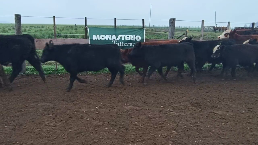 Lote 109 Terneros en Espartillar