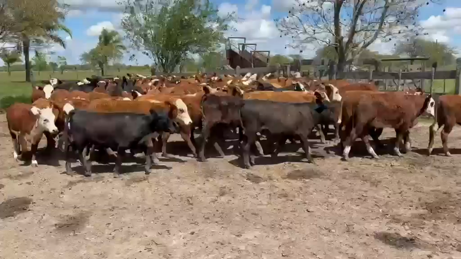 Lote 105 Terneras en Corrientes, Curuzu Cuatia