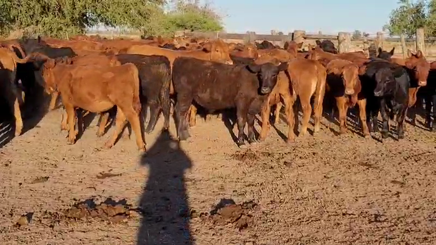 Lote 69 Terneros en Villaguay, Entre Ríos