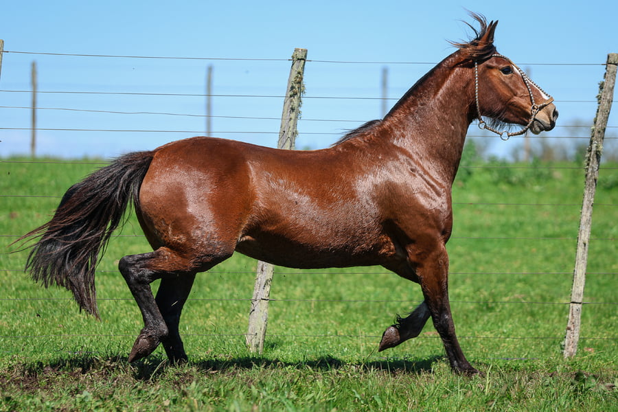 Lote GAROA DE SANTA INES