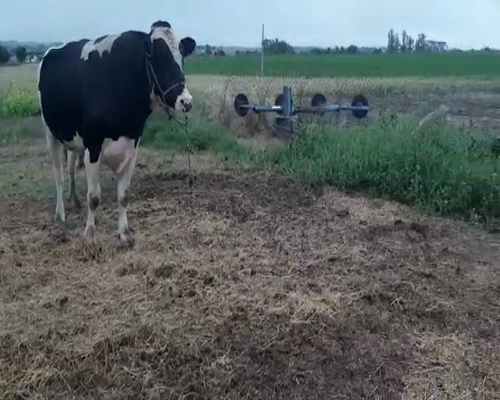 Lote Toros HOLANDO a remate en Pantalla Camy, San José