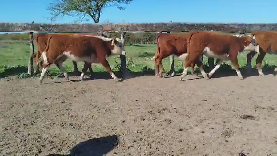Lote 29 Terneras