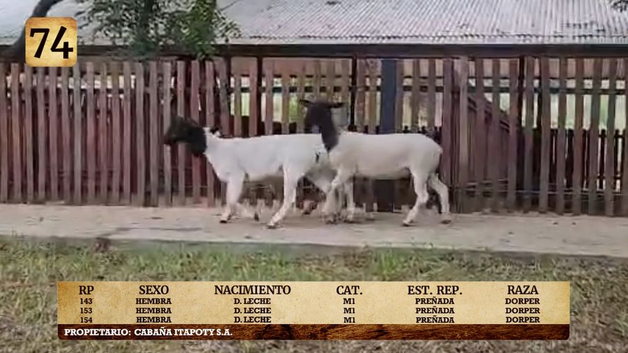 Lote LOTE 74