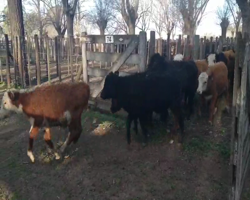 Lote 36 Terneros en Gral. Lamadrid, Buenos Aires