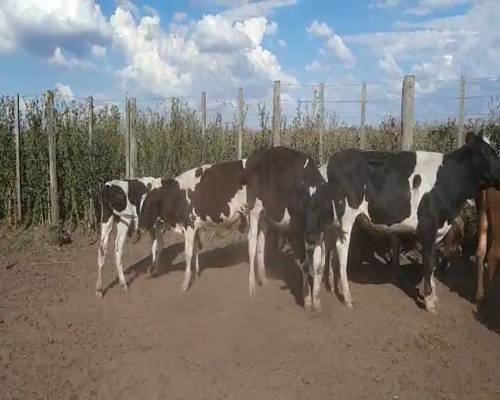 Lote 60 Terneros en Gral. Lamadrid, Buenos Aires