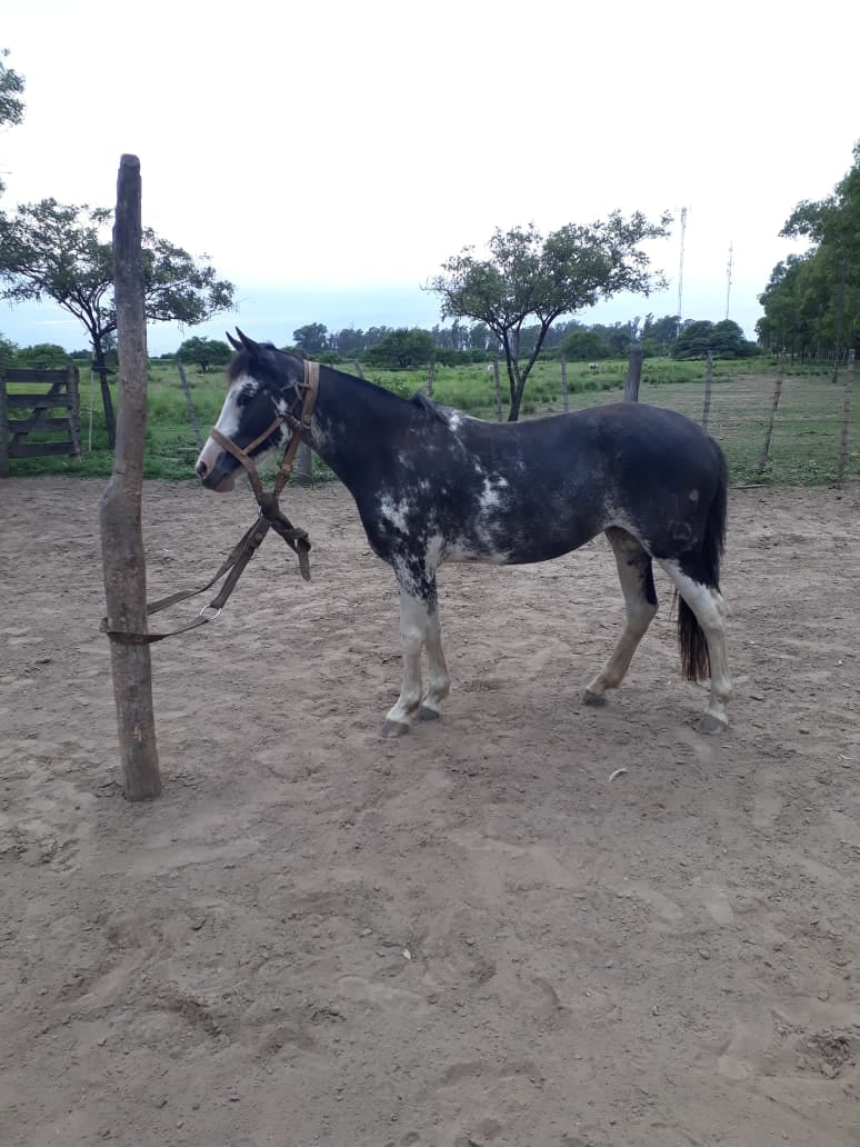Lote 6 POTRANCAS OVERAS NEGRAS P.P. DE 3 AÑOS CON SERVICIO, CRIOLLAS PURAS, EN JUAREZ CELLMAN CORDOBA.