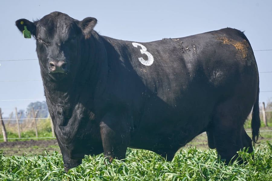 Lote "ME KEN" TOROS ANGUS P.P.