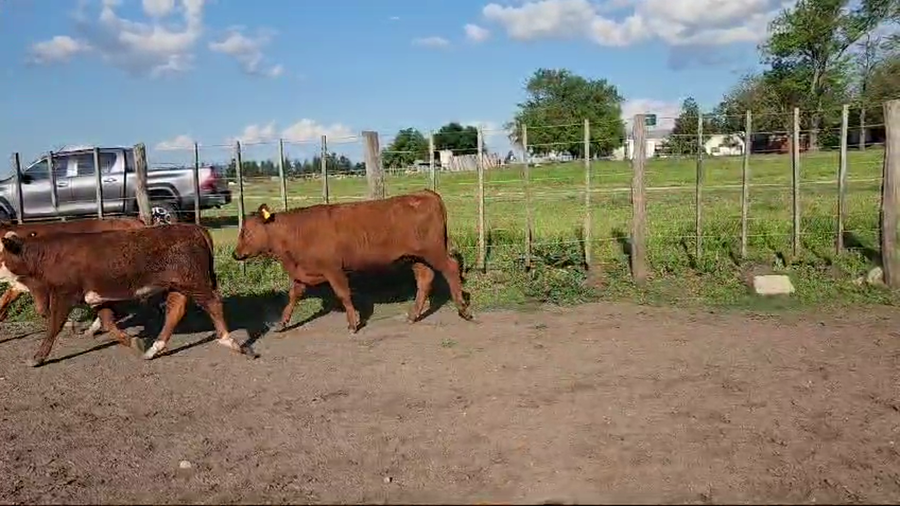 Lote 75 Terneros/as