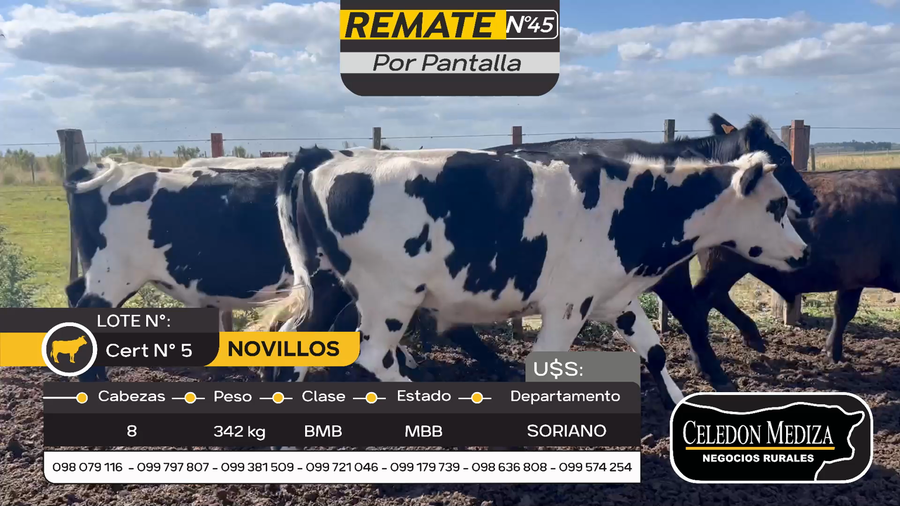 Lote 8 Novillos en Cuchilla del Perdido, Soriano