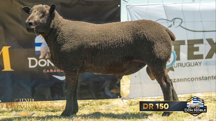 Lote PAQUETE DE 12 SERVICIOS (INSEMINACIÓN)