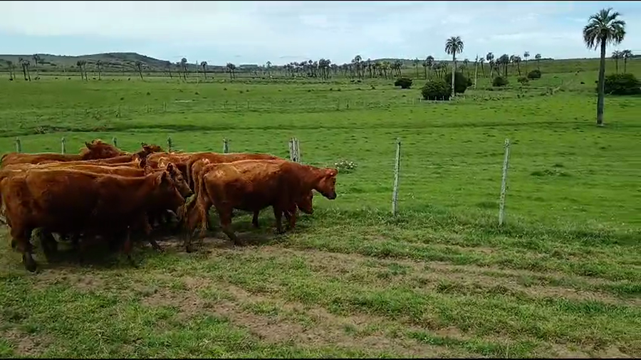 Lote 10 Vaquillonas SA