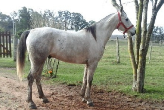 Lote LYON’S SUNSET