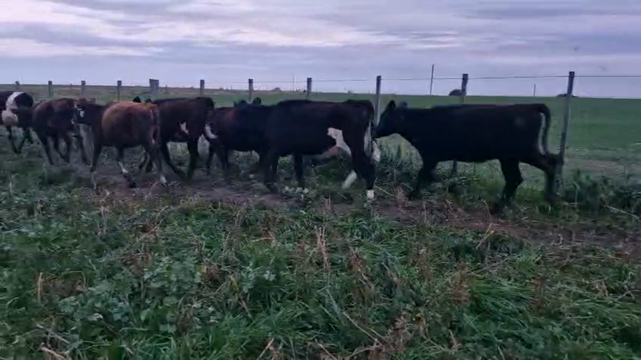 Lote 10 Terneras a remate en Pantalla Aniversario - Escritorio Camy, San José