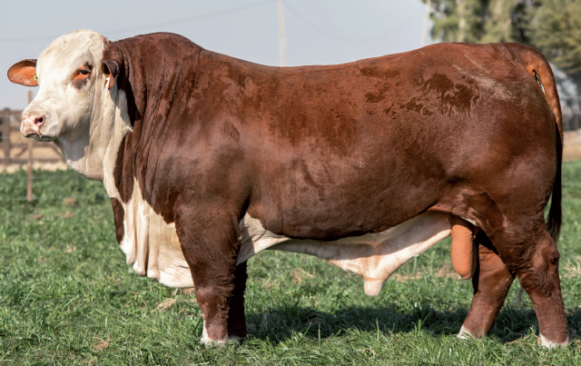 Lote Toro Braford -  Los Charabones