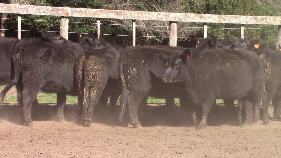 Lote VAQUILLONAS PURAS POR CRUZAS ( C/ garantía de preñez)