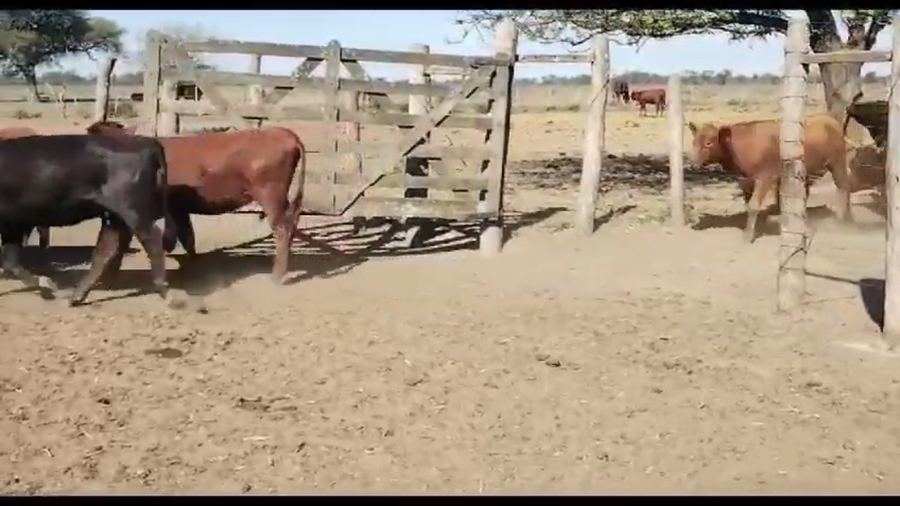 Lote 82 Vaquillonas en Vilelas, Santiago del Estero