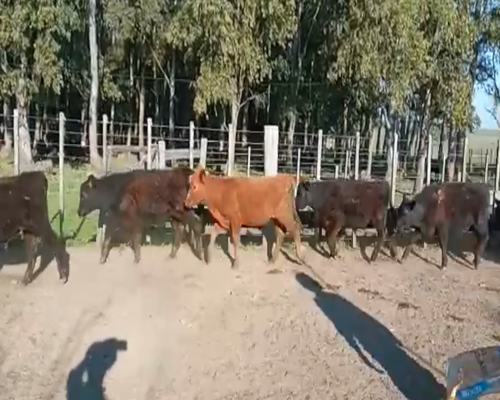 Lote (Vendido)23 Terneros AA a remate en 1º Remate Virtual 131kg -  en SAN GRGORIO