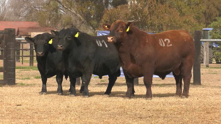 Lote TOROS ANGUS PUROS CONTROLADOS