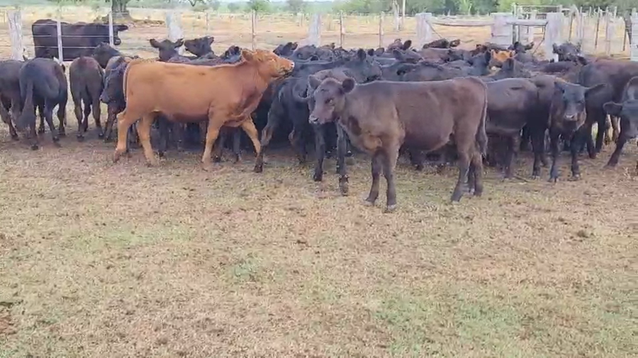 Lote 63 Terneros/as en Villaguay, Entre Ríos