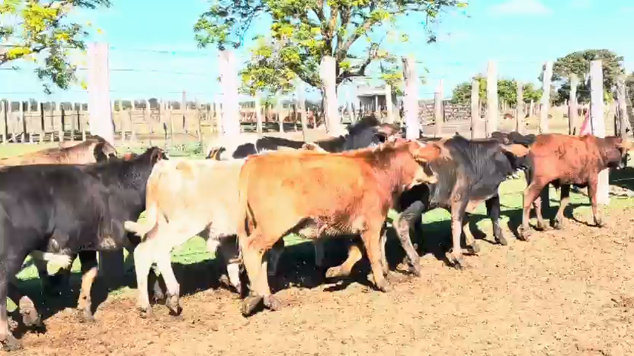 Lote 70 Terneros en Corrientes, San Luis del Palmar
