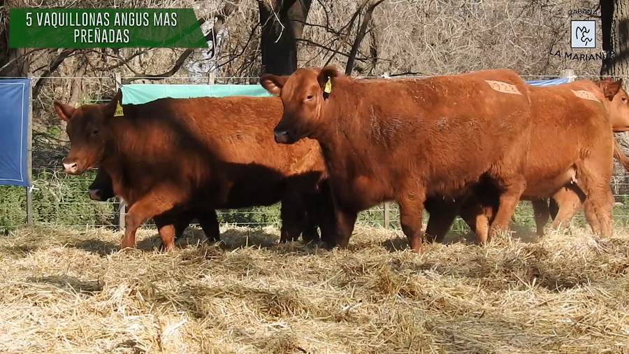 Lote "Cabaña ""La Marianita"" Vaquillonas PC"