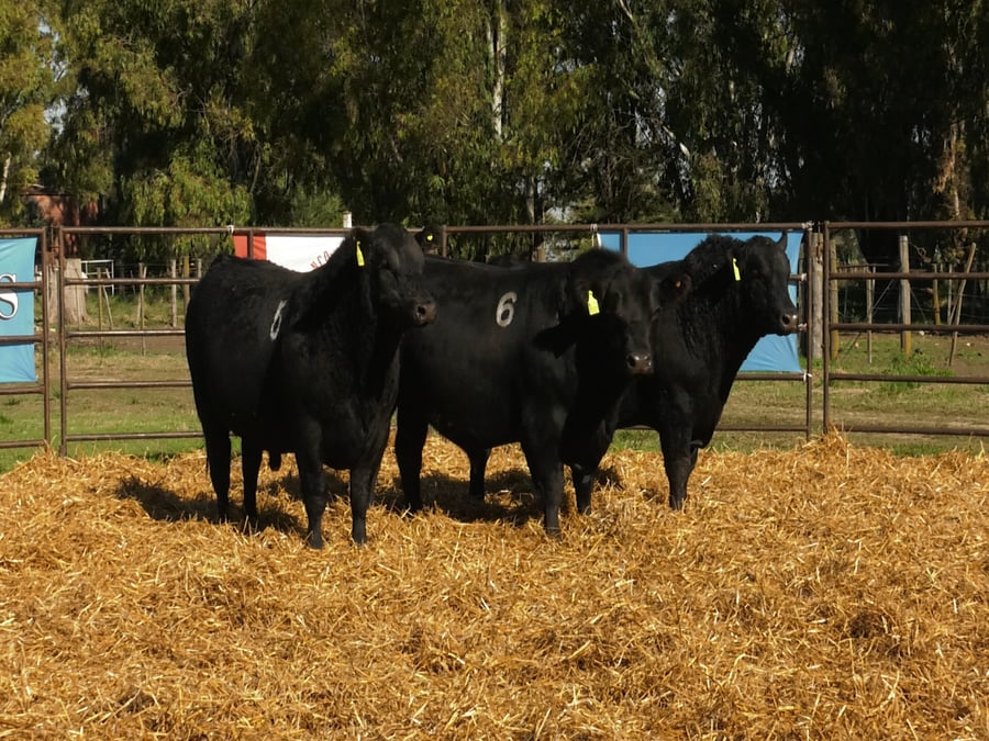 Lote TOROS ANGUS NEGROS PC