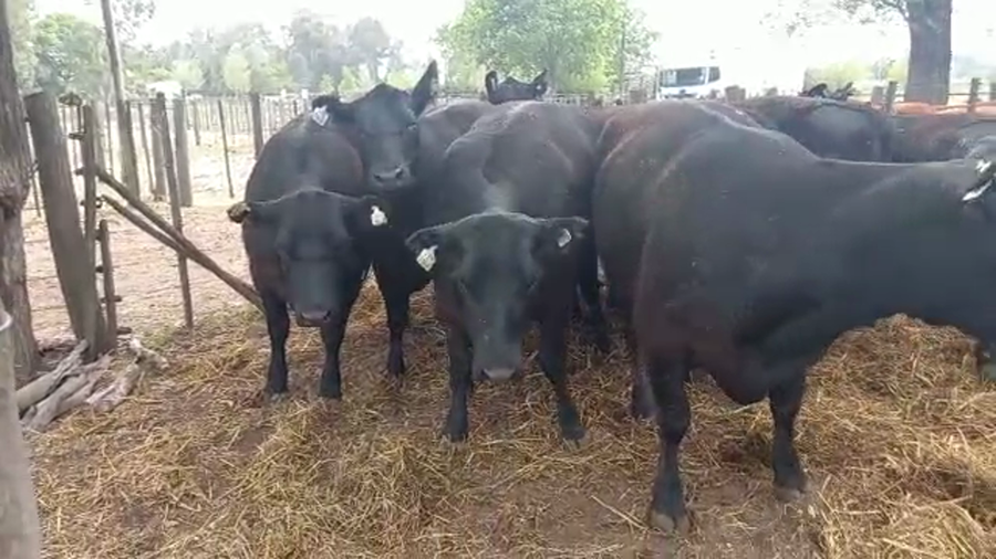 Lote "Corral 184 Vaq. Angus MAS y Generales Preñadas ""Genetica Breeding"""