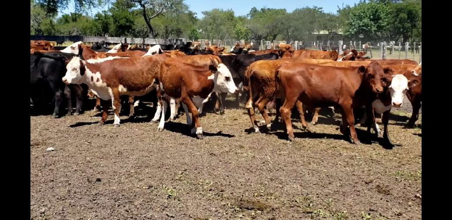 Lote 60 Terneros/as en Entre Ríos, Villaguay
