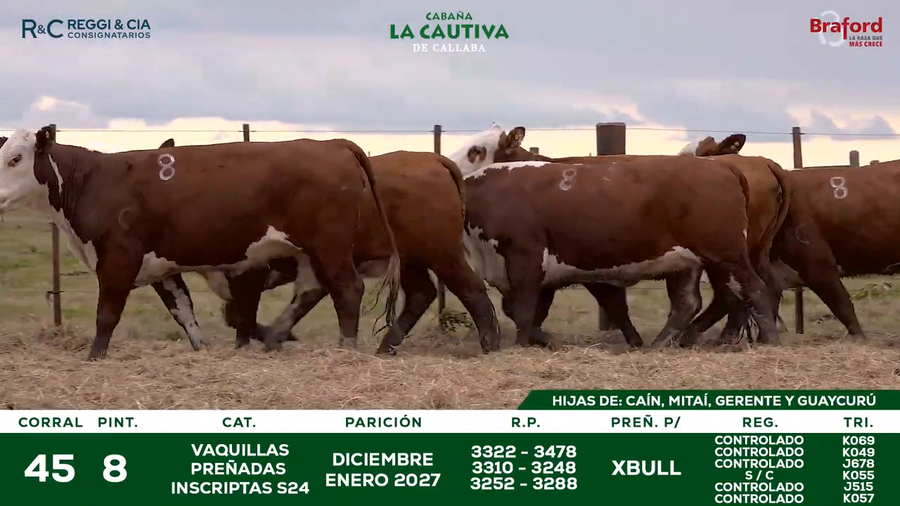 Lote VAQUILLAS BRAFORD  CONTROLADAS PREÑADAS POR IATF 18  Meses. Cabaña La Cautiva
