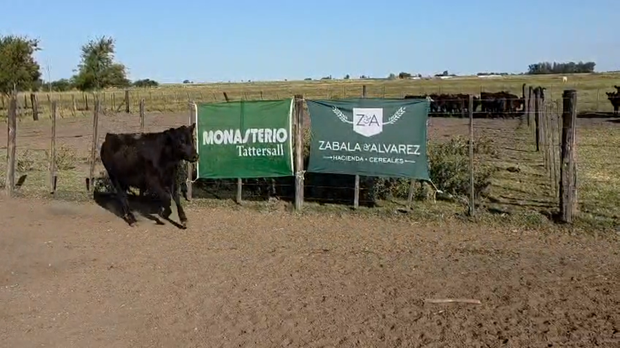 Lote 43 Terneros/as en Buenos Aires, Bolívar