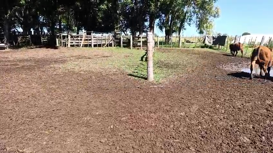 Lote 63 Terneros en Buenos Aires, San Antonio de Areco