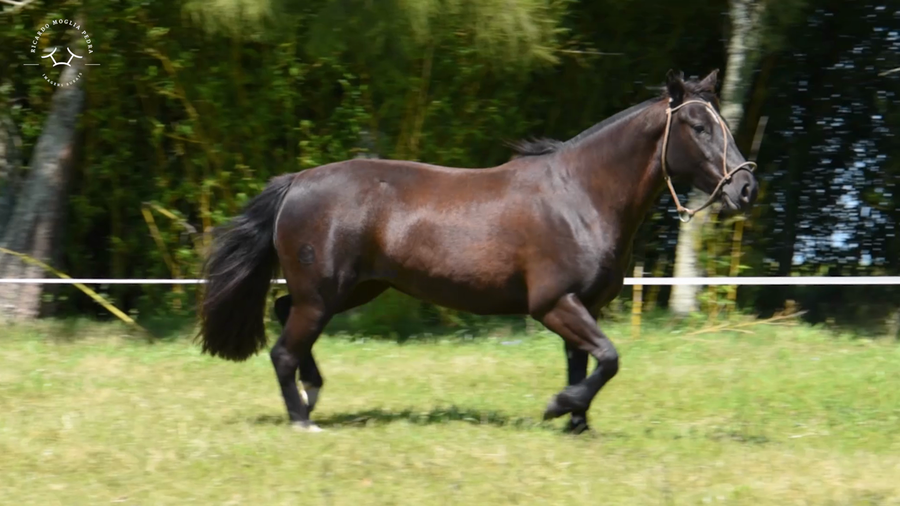 Lote El Gavilán Novia Gaucha (RP 432) Cabaña "El Gavilán"