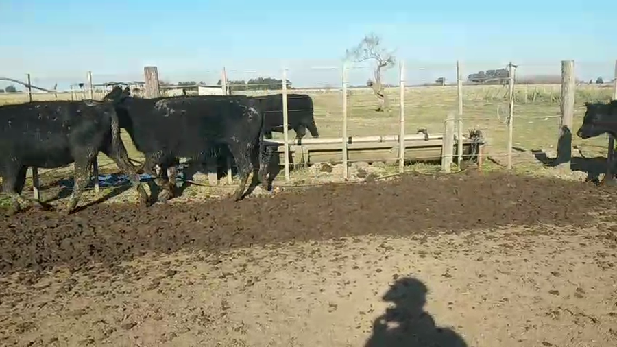 Lote 38 Terneros/as