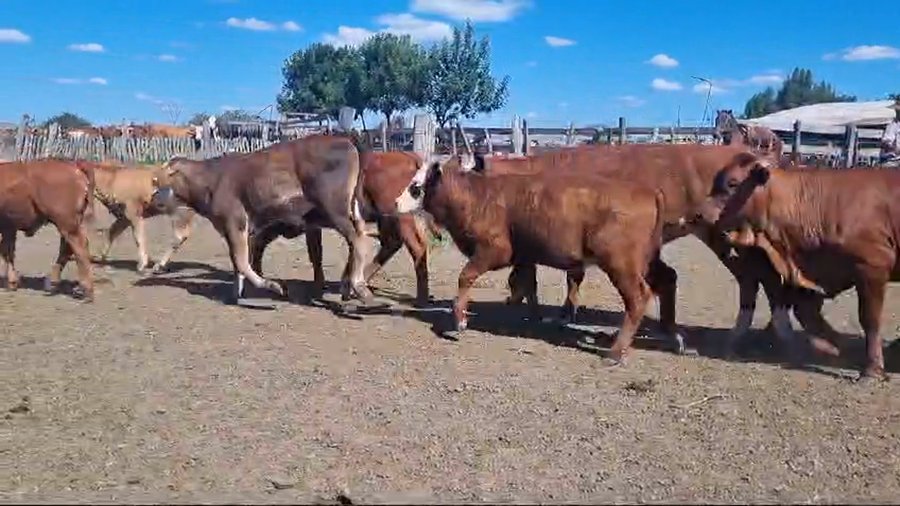 Lote 101 Terneros/as