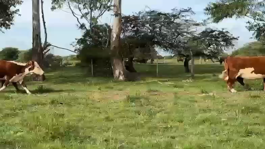 Lote 33 Vaquillonas C/ gtia de preñez