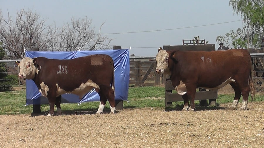 Lote TOROS POLLED HEREFORD PR