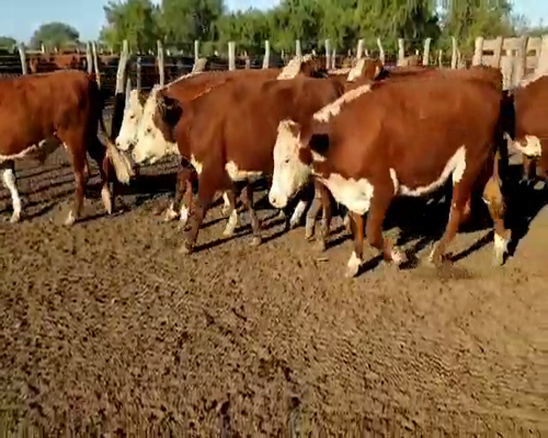 Lote 100 Novillos en Villaguay, Entre Ríos