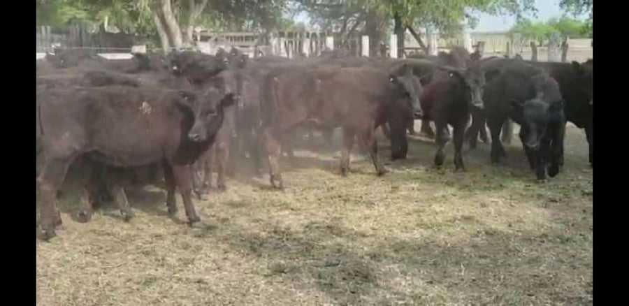 Lote 50 Terneras en Villaguay, Entre Ríos