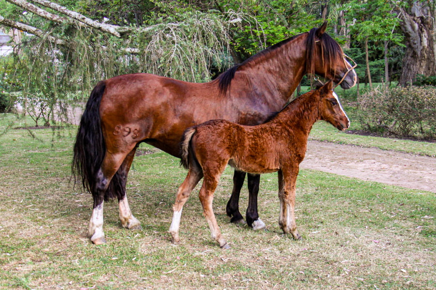 Lote RP  898 - QUELÉN ALBORADA