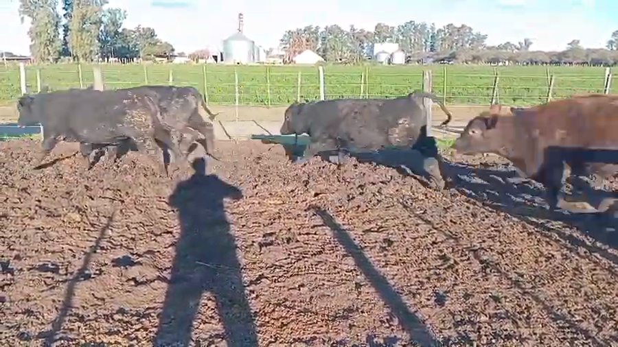 Lote 22 Terneros y terneras Braford en Las Varas, Córdoba
