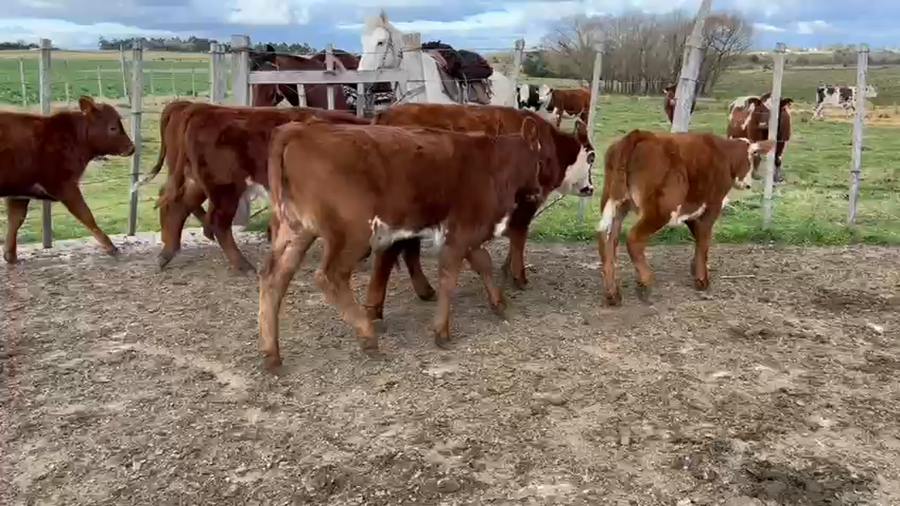 Lote 6 Terneras a remate en Pantalla Aniversario - Escritorio Camy, San José