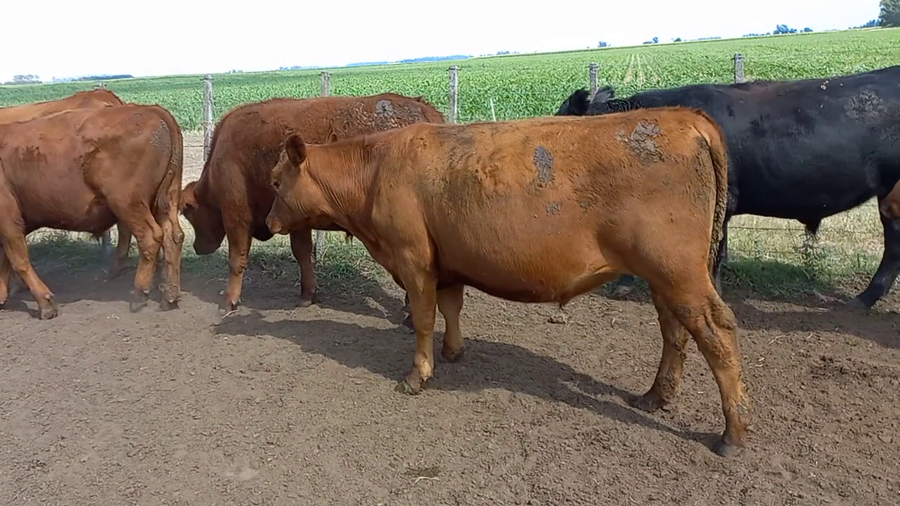 Lote 21 Novillitos en Daireaux, Buenos Aires