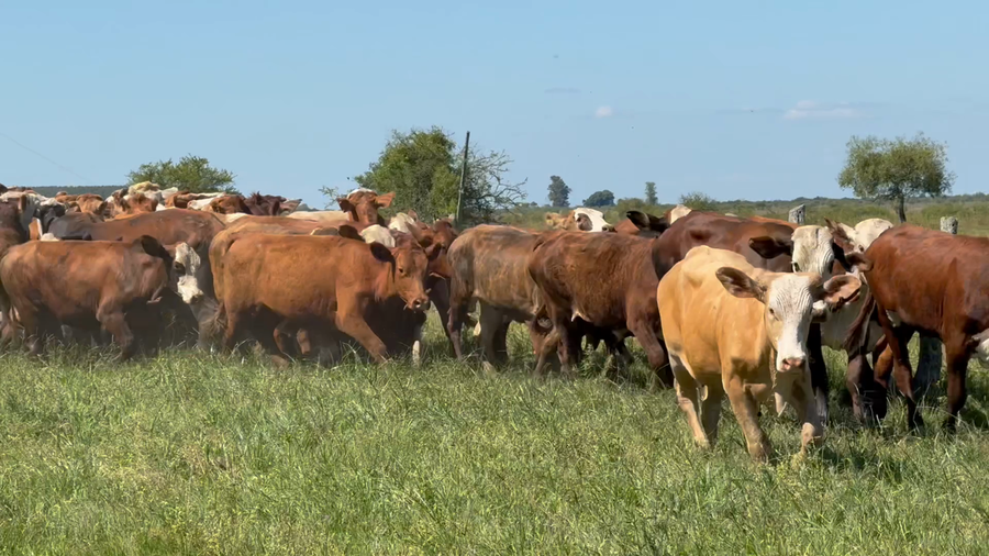 Lote 66 Novillitos