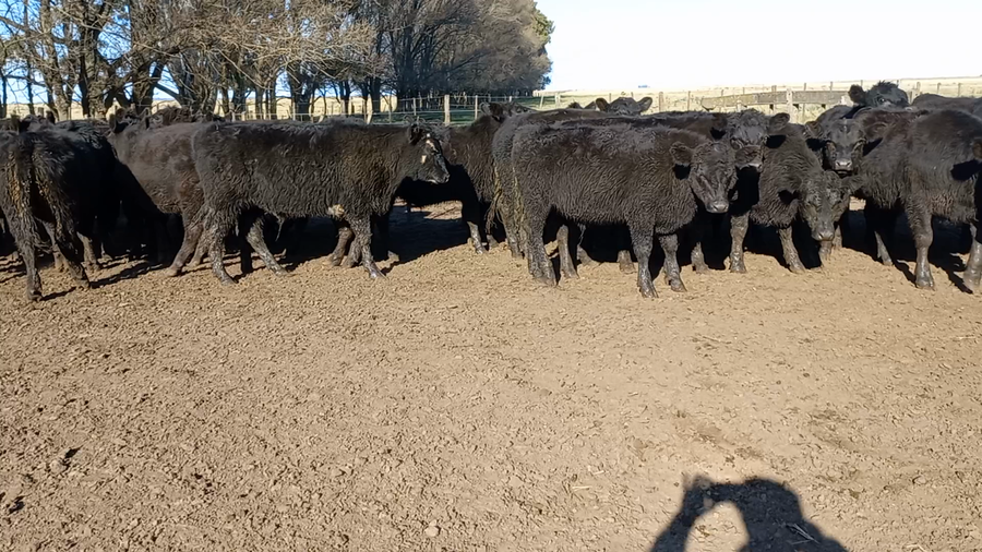 Lote 44 Novillitos en Laprida, Buenos Aires