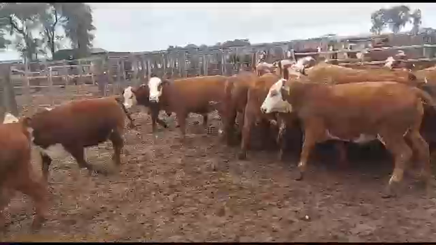 Lote 60 NOVILLITOS/VAQUILLONAS