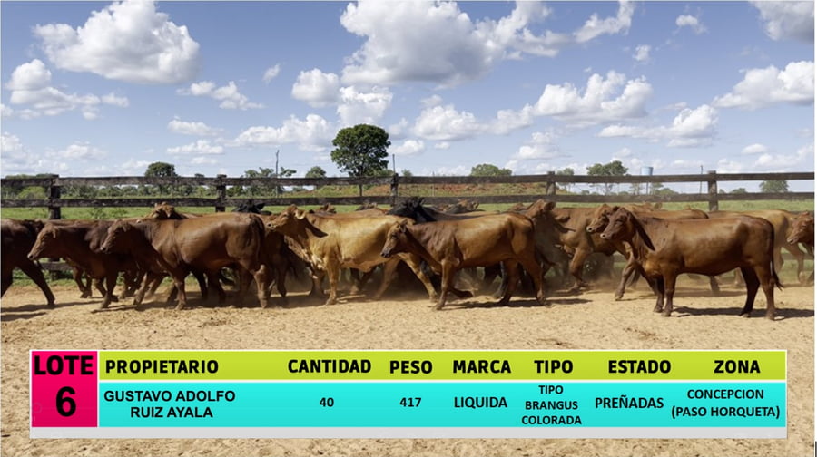 Lote LOTE 6 - 40 VAQUILLAS PREÑADAS CBO 0